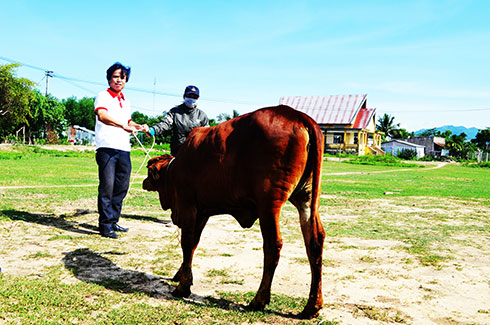 Trao 15 con bò giống cho hộ nghèo