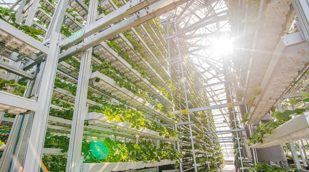 Khu vực nhà Dome với tháp trồng rau ứng dụng những công nghệ hàng đầu thế giới được đầu tư hàng trăm tỷ đồng