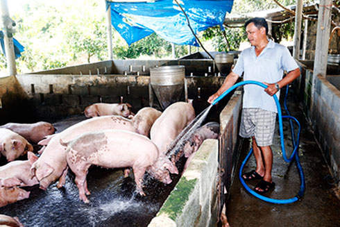Một hộ chăn nuôi heo ở Cam Lâm.