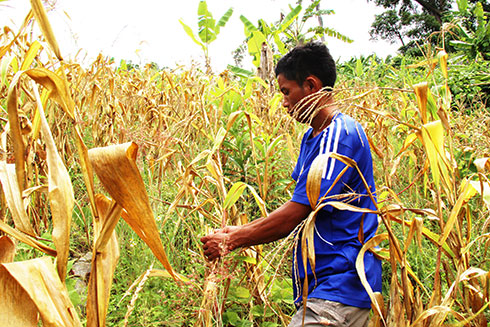 Khánh Sơn hạn cục bộ