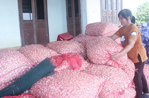Gia đình bà Hoàng Thị Huê đang còn tồn hơn 2 tấn tỏi.
