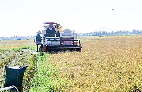Nông dân Vạn Ninh thu hoạch lúa hè thu. 
