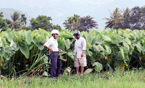 Người dân xã Cam Hòa chuyển đổi từ đất lúa sang trồng khoai sáp.