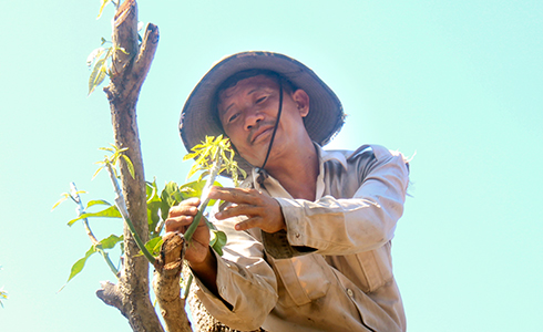 Một người dân ở Cam Lâm đang ghép giống xoài Úc vào cây xoài Thủy Triều.