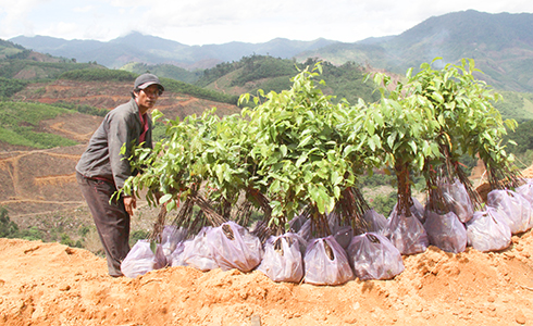 Khánh Vĩnh vào mùa trồng rừng