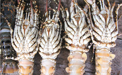 Tôm hùm nuôi vẫn còn nhiễm bệnh sữa