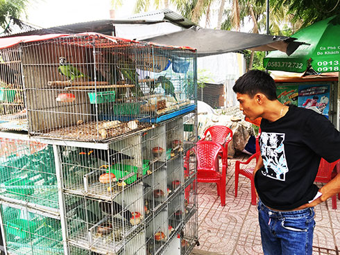 Giăng bẫy... chim rừng