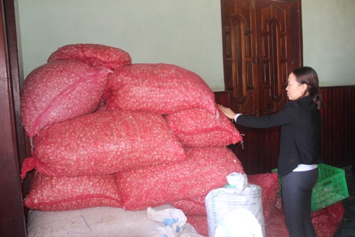 Hiện người dân xã Vạn Hưng đang tồn hơn 200 tấn tỏi.
