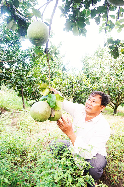 Người gieo quả ngọt trên đất Khánh Đông
