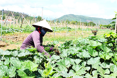 Công nhân Hợp tác xã Rau an toàn Đắc Lộc chăm sóc rau tại vùng sản xuất Diên Hòa.     