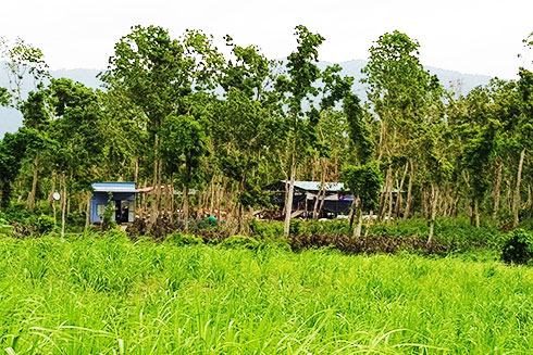 Trại nuôi dê trong rừng phòng hộ căm xe tại xã Ninh Tây.