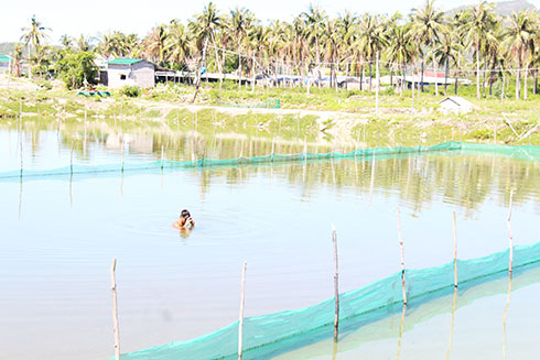 Người nuôi lặn kiểm tra ốc hương nuôi tại vùng đìa K18 (xã Vạn Hưng).