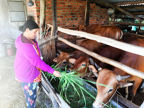 Bà Nguyễn Thị Xuân vay vốn nuôi bò.