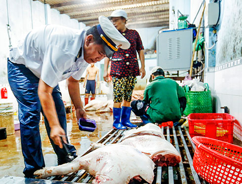 Lực lượng thú y đang kiểm soát việc giết mổ heo tại Nha Trang.