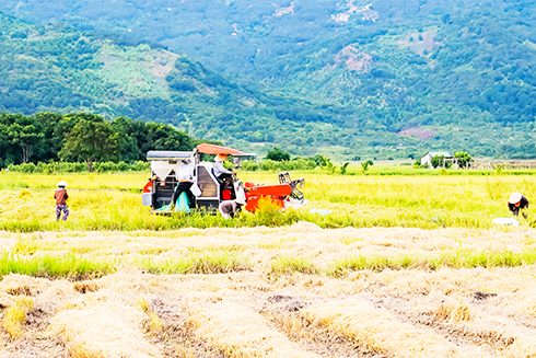 Van Ninh District harvesting summer – autumn rice crop