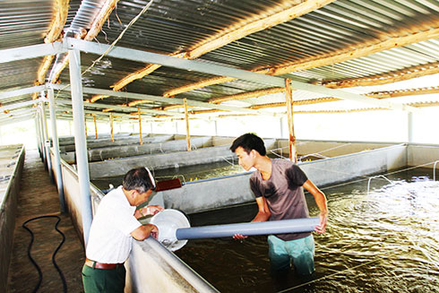 Cựu chiến binh làm kinh tế giỏi