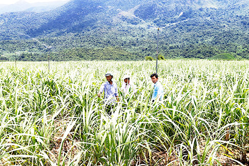 Đẩy mạnh nguồn vốn cho nông nghiệp, nông thôn