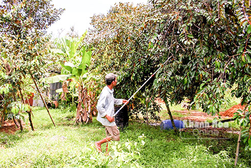 Ông Lê Văn Dũng chăm sóc số cây vú sữa còn lại sau cơn bão số 12.