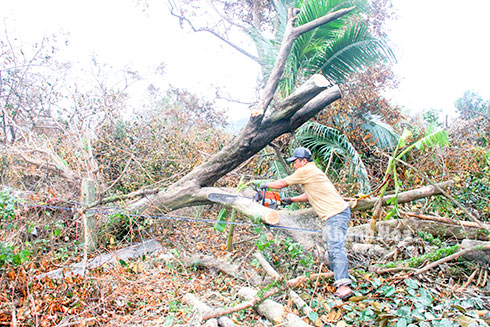 Người dân cắt bỏ cây vú sữa bị gãy đổ sau cơn bão số 12.