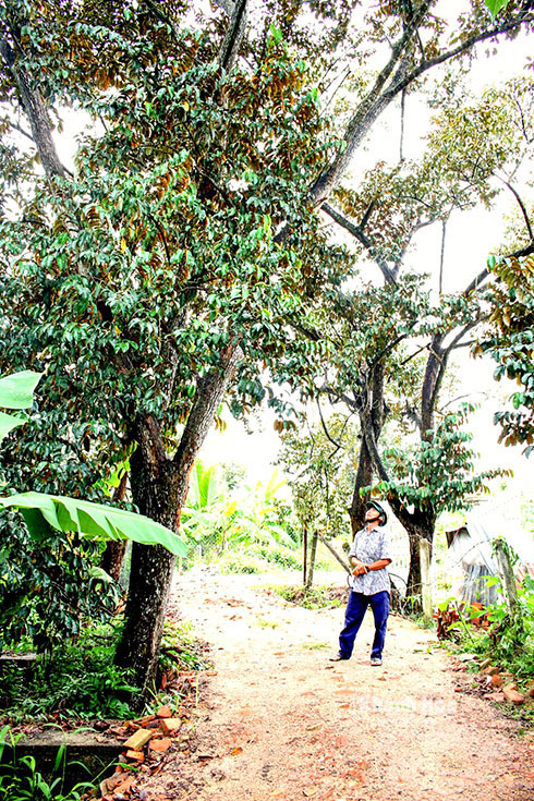 Số ít cây vú sữa còn lại ở khu vườn của bà Hồ Thị Thanh Tâm.