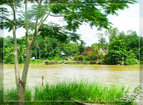 Như lá rụng về cội