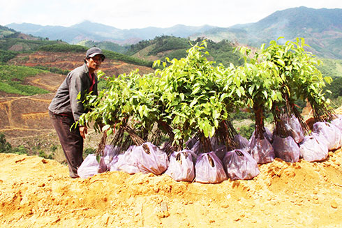 Tiến độ trồng rừng chậm