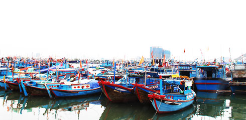 Cấp bách khắc phục "thẻ vàng" đối với hải sản xuất khẩu