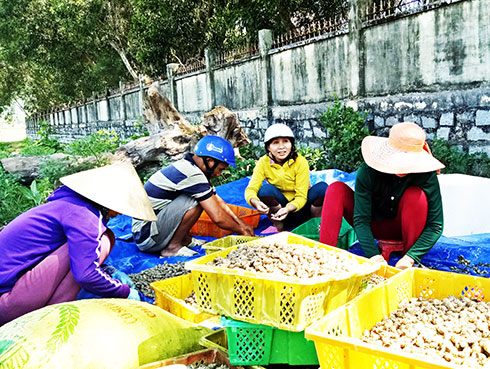 Ốc hương liên tục rớt giá