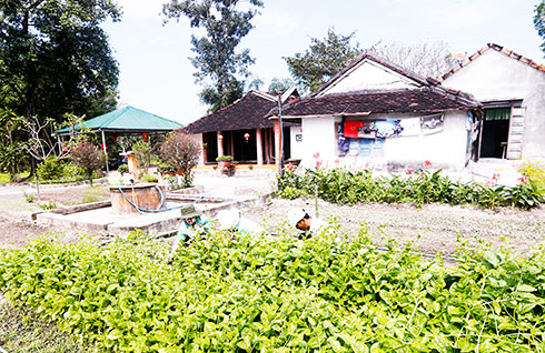 Sản xuất rau sạch là một trong những hướng phát triển kinh tế của người dân xã Ninh Thân.