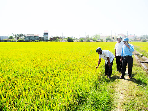 Sản xuất lúa giống tại xã Vạn Phú.