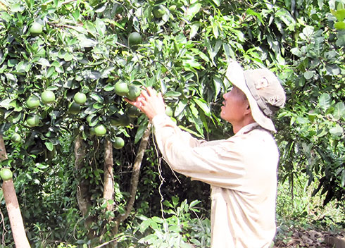 Một thành viên Tổ trồng cây ăn quả Vĩnh Lương  chăm sóc vườn cây của mình.