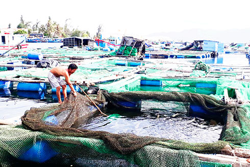 Vạn Ninh: Người dân bán tháo cá bớp