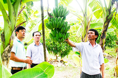 Một nông dân ở huyện Cam Lâm trao đổi với  cơ quan chuyên môn về kỹ thuật trồng chuối sạch bệnh.