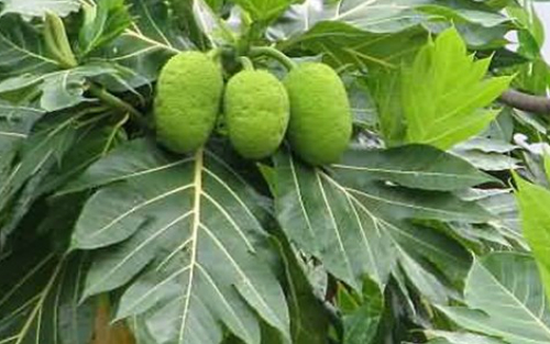 Bài thuốc chữa tiểu đường từ lá cây sa kê