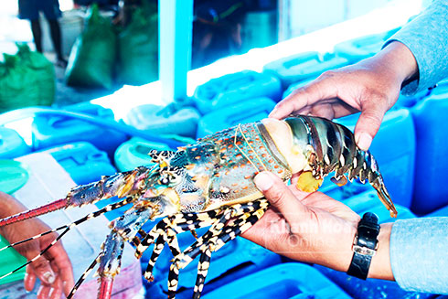 Tôm hùm chết ở Cam Ranh do ảnh hưởng môi trường