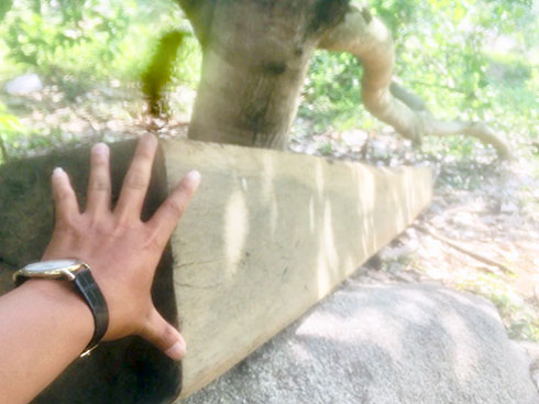 Xã Sơn Tân: Dai dẳng khai thác lâm sản trái phép