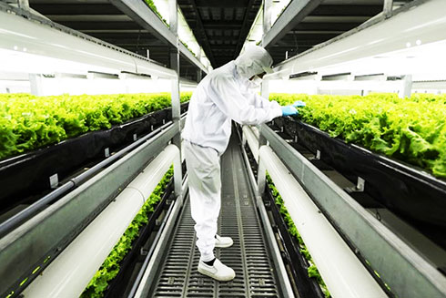 Xu hướng mới của thế giới: Trang trại thông minh 'thẳng đứng'