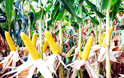 Cho phép lưu hành bắp, đậu tương biến đổi gen