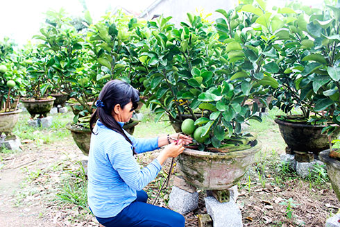 Xã Diên Thạnh: Trồng hơn 700 chậu bưởi cảnh tết