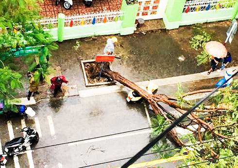 Nha Trang: Mưa lớn, cây đổ đè hư xe máy