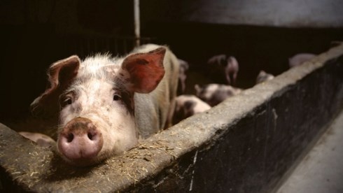 Trung Quốc xác nhận đợt bùng phát mới dịch cúm lợn ở An Huy (Ảnh minh học: KT)