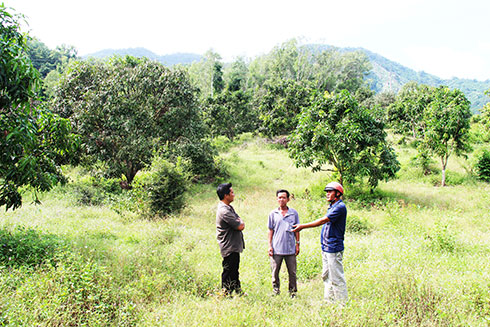 Khu vực người dân thôn Suối Lau 1 phản ánh đã bị cán bộ lâm trường  sử dụng vào mục đích sản xuất chứ không phải trồng rừng.