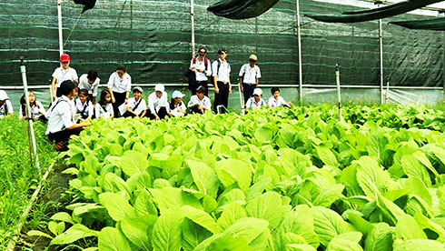 Học sinh học công nghệ tại vườn rau cải Ninh Đông.