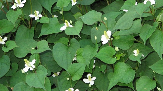 Làm đẹp da từ hoa cỏ quanh nhà