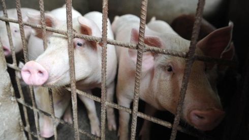 Dịch cúm lợn đang bùng phát mạnh tại Thượng Hải, Trung Quốc. (Ảnh: Newscom/CNN Money)