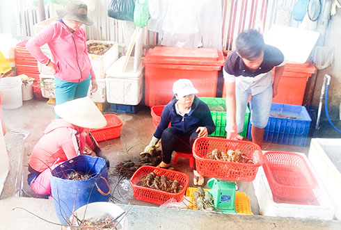 Thả nuôi tôm hùm, cá bớp dày đặc: Lợi bất cập hại