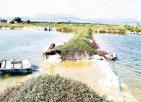 Cam Lâm: Tiền tỷ trôi qua bờ đìa vỡ