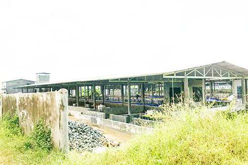 Trại heo xả thải gây ô nhiễm