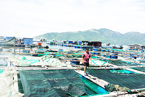 Sẽ di dời hết lao động trên lồng bè vào đất liền.