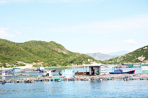 Một số bè nuôi thủy sản tại Cam Ranh đã được neo đậu chắc chắn trong khu vực kín gió.